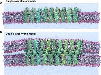 Role of TM3 in claudin-15 strand flexibility: A molecular dynamics study